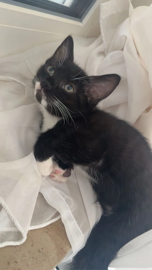 Zwei süße Katzenbabys suchen ein liebevolles Zuhause     