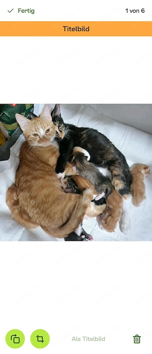 6 kleine Katzenbabys abzugeben 