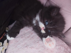 BKH Kitten 