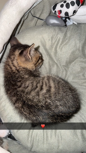 babykatze 9 wochen alt 