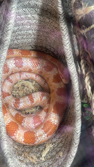 hiermit verkaufe ich 2 kornattern mit terrarium 