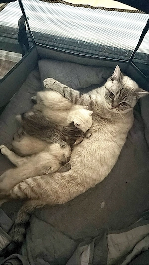 6 süße bkh kitten