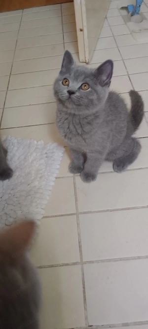 Reinrassigen BKH Kitten in Blue und Grau farbe