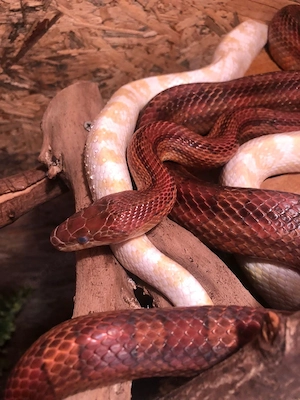 2 Kornnattern (ca. 1,50   2 m)   Albino & Nominat   Futterfest (Frostfutter)   Optional mit Terrariu