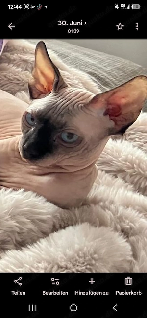 Kanadischer Sphynx Deckkater 