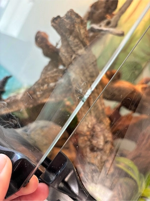 kornnattern inkl. ExoTerra abzugeben 