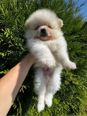        Pomeranian Welpe       