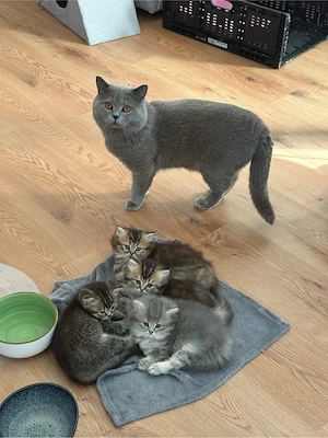 BLH Kitten aus BKH-Verkreuzung mit Stammbaum