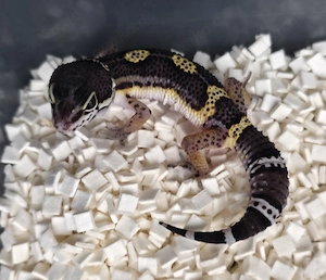 Leopardgecko Nachzuchten 2026 Weibchen, Farbformen wie Black Night,Tangerine,Bell Albino