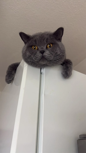 bkh kater 