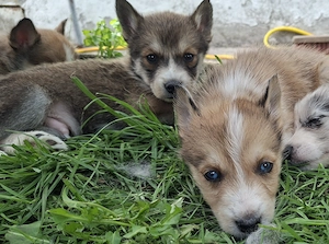 Husky Australian Shepherd Mix Welpen 