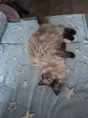Liebevolles Zuhause für Ragdoll-Katze Lucy gesucht