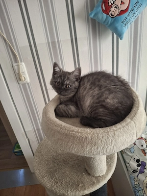 bkh reinrassige kitten Jungen