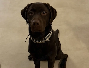 Familienfreundliche Chocolate Labrador Hündin sucht liebevolles Zuhause