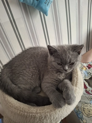 bkh reinrassige kitten Mädchen