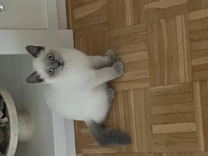Bkh Kater Blue Point