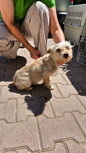 Kleine Yorkie-Mix-Hündin sucht ihr Für-immer-Zuhause
