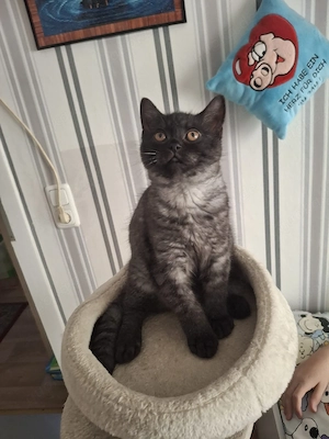 bkh reinrassige kitten Jungen 