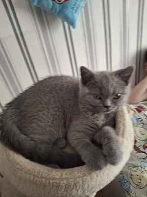 bkh reinrassige kitten Mädchen 