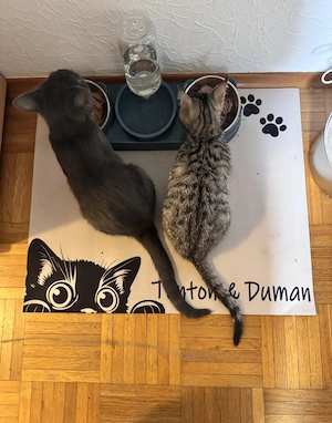 2 Geschwister Katzen 