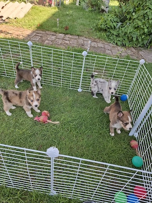 Husky Australian Shepherd Mix Welpen 