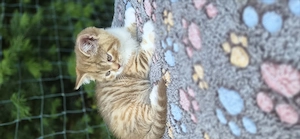 BKH Kätzchen in seltenem cinnamon tortie tabby mit Ahnentafel
