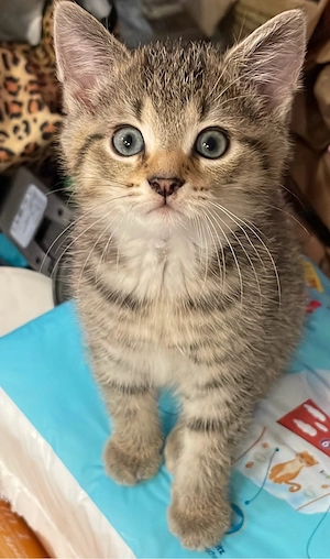 Katzenbaby elf Wochen alt