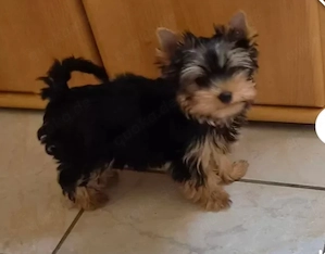 Yorkshire terrier 