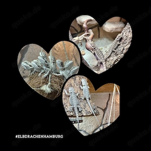 Baby Bartagamen (pogona vitticeps) NZ Mai 2026