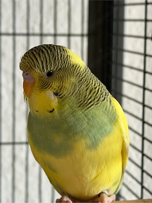 Wellensittich