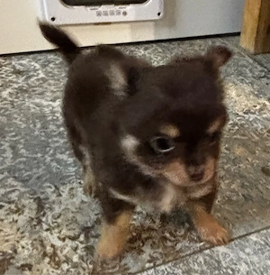 Chihuahua Rüden suchen ab sofort ein neues Zuhause 