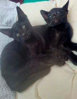 OKH Katzenkinder 