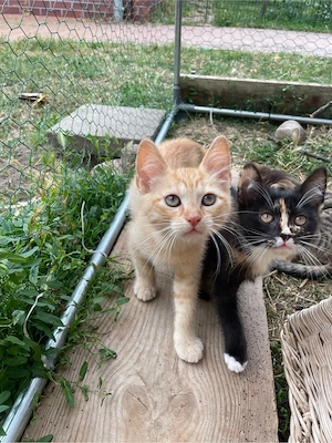 Perser-Mix Kitten