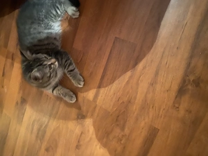 Katze zuverkaufen 