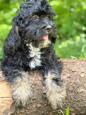 Schwarz-brauner Cockapoo