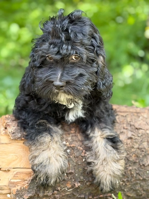 Schwarz-brauner Cockapoo