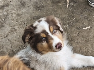 Zwei super tolle Australian Shepherd Rüden, Welpen, Merle 