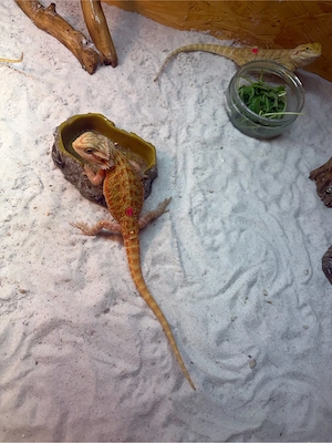Farb-Bartagame Jungtiere (pogona vitticeps) NZ 04 2026