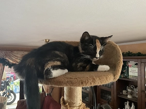 Katzen Kitten Katzenbaby