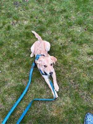 Labrador Mischling 
