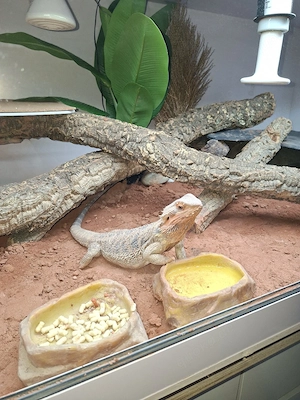 Bartagame zu verkaufen