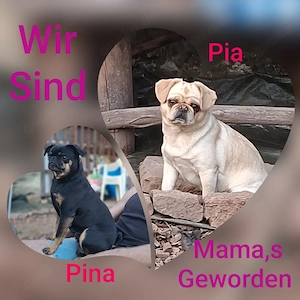 Retro Mops Welpen suchen ihre Familie 