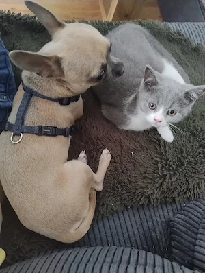 Spielgefährtin gesucht! Kitten weiblich!