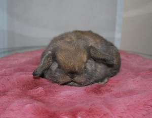 Mini Lop minilop geimpft Zwergkaninchen Zwergwidder Hase Kaninchen 