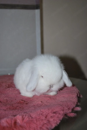Mini Lop minilop geimpft Zwergkaninchen Zwergwidder Hase Kaninchen 