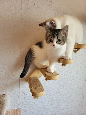 Lilli eine BKH katze ist auszug bereit 