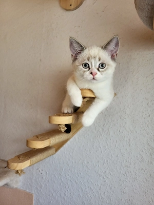 Fredy BKH kater ist auszug bereit :) 