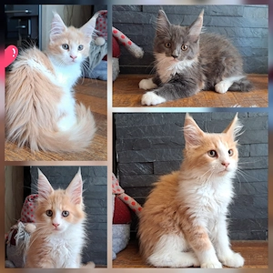 Maine Coon Kitten suchen ihr Traumzuhause, abgabebereit, Blue Tortie White, Creme White