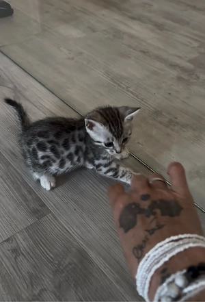 Wunderschöne Bengal-Mix Kitten suchen ab der 12. Lebenswoche ein liebevolles Zuhause