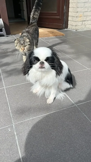 Japan Chin Welpe Hündin Pekinese Japanischer 
